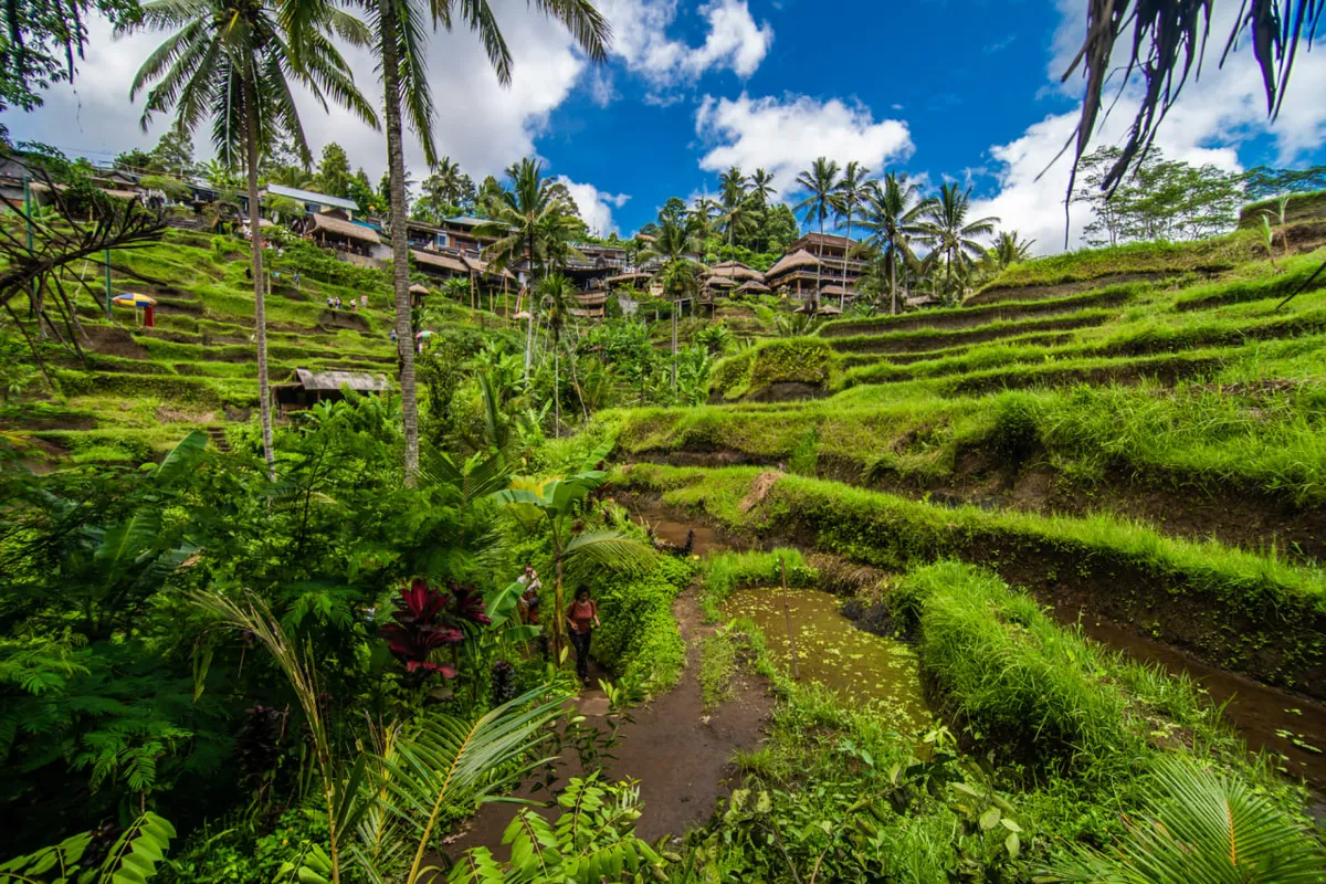Rizières verdoyantes d'Ubud