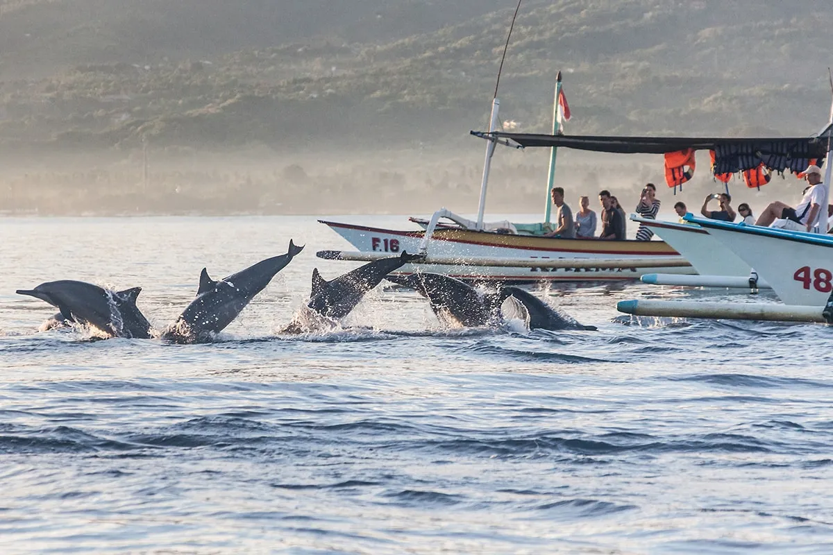 Dauphins à Lovina