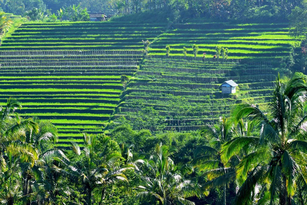 Rizières en terrasses de Tabanan