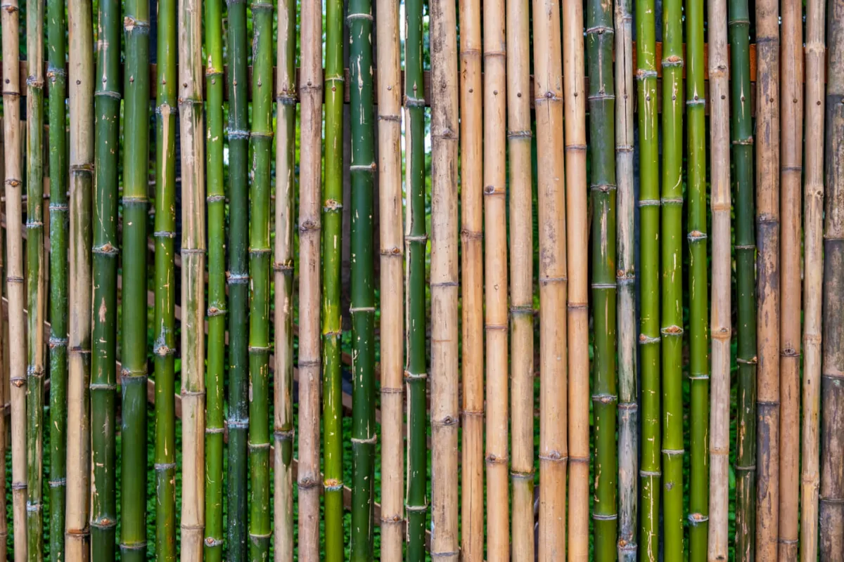 Construction en bambou à Bali